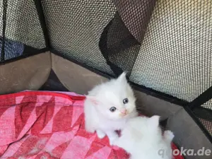 BKH Katzen Bild 5