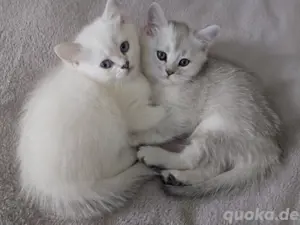 Britisch Kurzhaar Kitten 