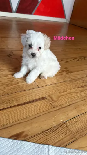 Drei kleine Mädchen und ein kleiner Junge sind bereit, ein neues Zuhause zu finden. Mit Anzahlung   Bild 5