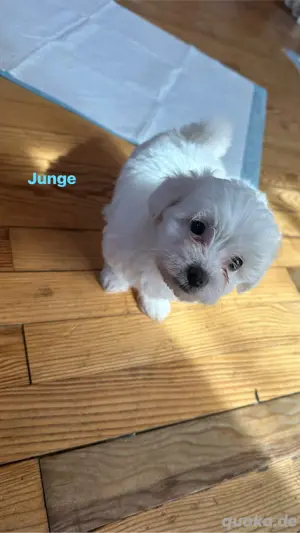 Drei kleine Mädchen und ein kleiner Junge sind bereit, ein neues Zuhause zu finden. Mit Anzahlung   Bild 4