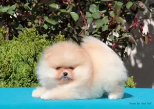 Zwergspitz (Pomeranian) Welpe 