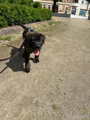 Presa Canario mix welpen abgabebereit