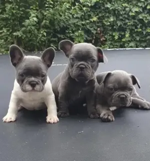 Französische Bulldoggen Welpen suchen ein schönes Zuhause