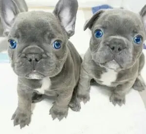 Französische Bulldoggen Welpen suchen ein schönes Zuhause