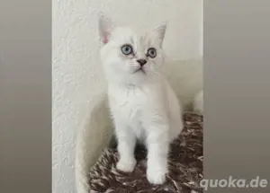 BKH Katzen kitten weiblich mit blauen Augen