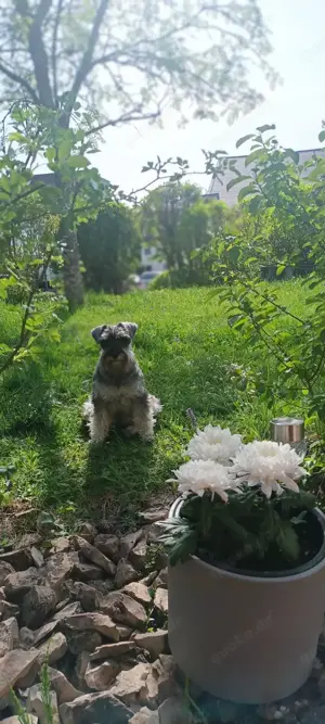 Suchen Zwergschnauzer Deckrüde Bild 3