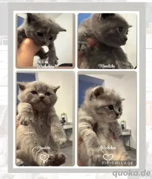    Wunderschöne Bkh Babykatze Britischer Katze   
