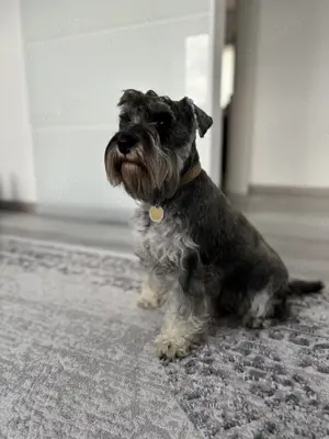 Suchen Zwergschnauzer Deckrüde