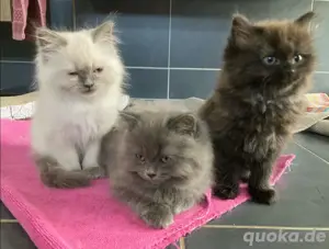 Perser heilige Birma Kitten