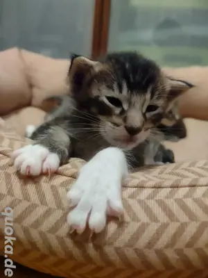Kitten OKH - Main Coon Mix - ein Kater sucht noch ein neues Zuhause 