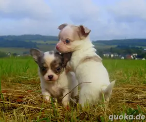 Süsse typvolle Mini XXS Chihuahua Welpen m w in Sonderfarben LH&KH Lilac-Tan Blue-Tan Merle Schoko-M