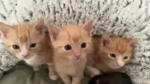baby katzen 
