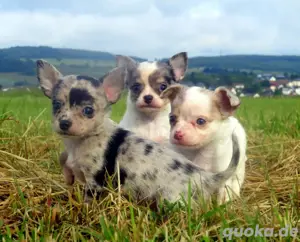 Süsse typvolle Mini XXS Chihuahua Welpen m w in Sonderfarben LH&KH Lilac-Tan Blue-Tan Merle Schoko-M