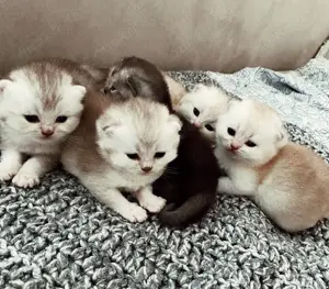 Wunderschöne Britisch Kurzhaar Katzenbabys suchen ein liebevolles Zuhause  Bild 8