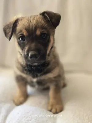  Boomer der ideale Hund