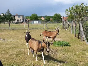 3 freundliche, schöne Milchziegen