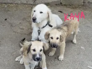 Golden Retriever Mix Welpen 5Mon 8.6 Ausreise bundesweit nach Adoption VIDEO