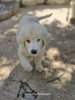 Vasilios ein Traumhund