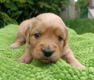 Golden Retriever Welpen vom Zwinger "von Creuzburg" mit Ahnentafel und EU-Heimtierausweis
