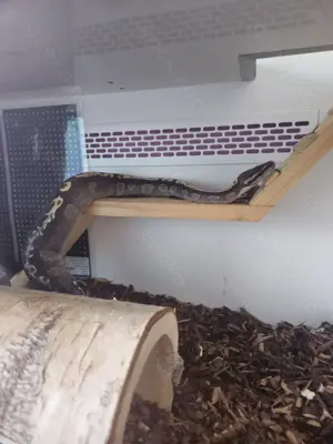 Schlange Königspython mit Herkunfsnachweis