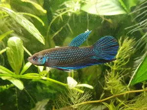 Betta mahachaiensis Männchen