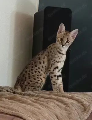 Wunderschöne Katze sucht ein neues, liebevolles Zuhause