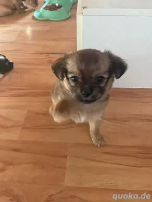 Chihuahua Welpen