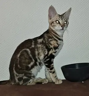F3-Katze Savannah