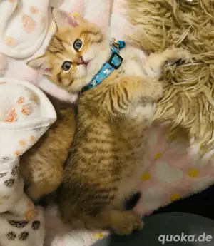 Reinrassig British Kurzhaar kitten