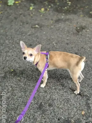Chihuahua Hündin 