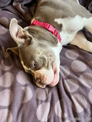 Old Englisch Bulldogge 