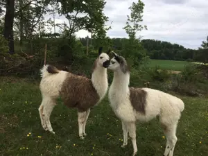 Lama Hengst zu verkaufen