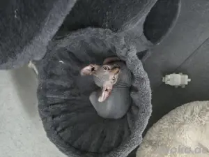Sphynx Elf Kitten 