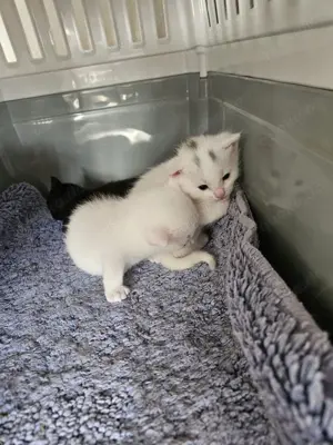 Verkaufe meine 2 Kitten 