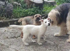 Welpe weiss Hündin 3,5Mon 3,5kg Kinderlieb Ausreise nach Adoption