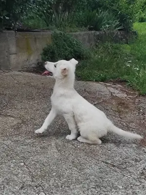 Mini Labrador Mix Hündin 8 Mon Kinderlieb weiss Ausreise nach Adoption Bild 2