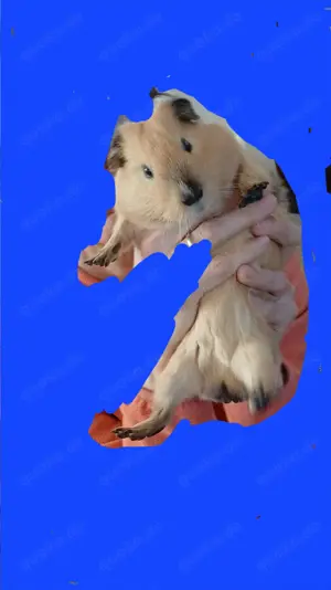 Meerschweinchenböckchen, jung, unkastriert