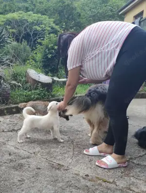 Mini Labrador Mix Hündin 8 Mon Kinderlieb weiss Ausreise nach Adoption Bild 4