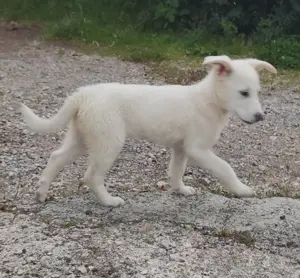 Mini Labrador Mix Hündin 8 Mon Kinderlieb weiss Ausreise nach Adoption Bild 5