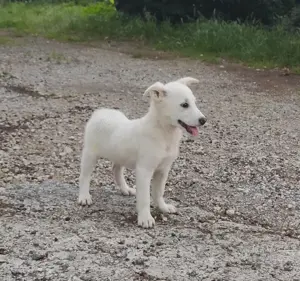 Mini Labrador Mix Hündin 8 Mon Kinderlieb weiss Ausreise nach Adoption Bild 3
