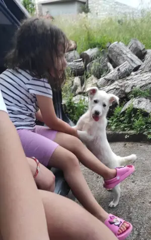 Mini Labrador Mix Hündin 8 Mon Kinderlieb weiss Ausreise nach Adoption Bild 8