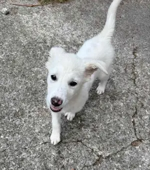 Mini Labrador Mix Hündin 8 Mon Kinderlieb weiss Ausreise nach Adoption Bild 7
