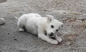 Mini Labrador Mix Hündin 8 Mon Kinderlieb weiss Ausreise nach Adoption Bild 9