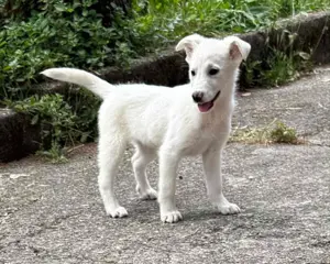 Mini Labrador Mix Hündin 8 Mon Kinderlieb weiss Ausreise nach Adoption Bild 6