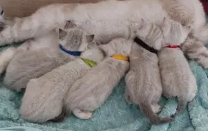 Reinrassige, süße BKH Kitten mit besonderer Farbe (Classic Point)