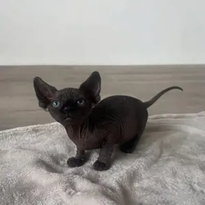 Süßes Sphynx-Baby sucht neues Zuhause