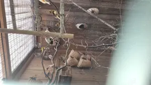 Zebrafinken abzugeben