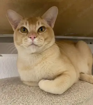 Deckkater in Creme