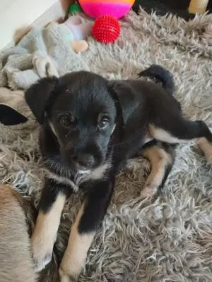 Havaneser Mix Welpe Hündin Rüde Hundebaby