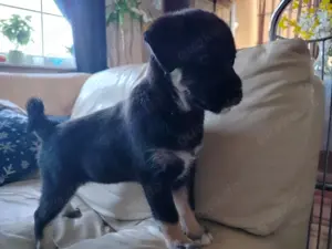 Havaneser Mix Welpe Hündin Rüde Hundebaby
